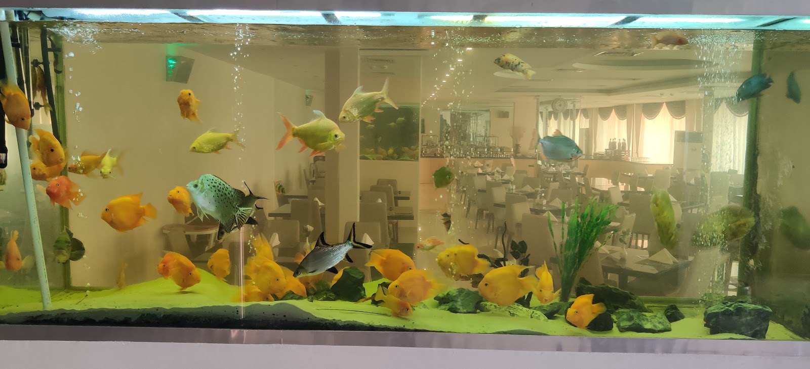 Tea Garden Coffee Shop - Al Qasimia - Al Nud - Sharjah