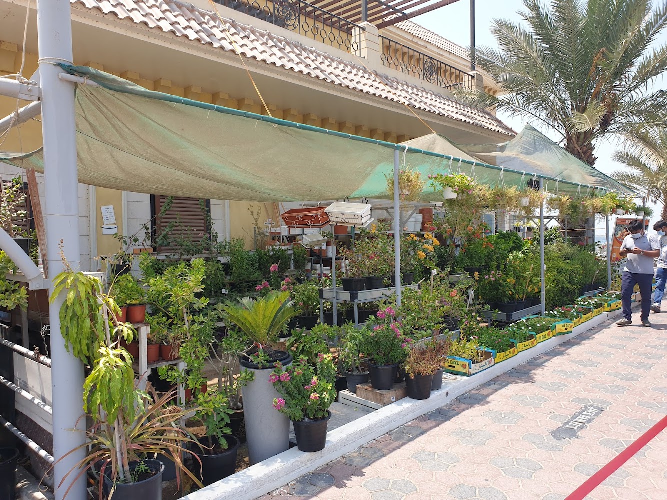 The Original Barracuda - Al Shebeakah - Umm Al Quawain